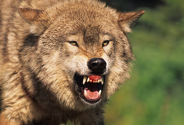wolf wolfwerende omheining
