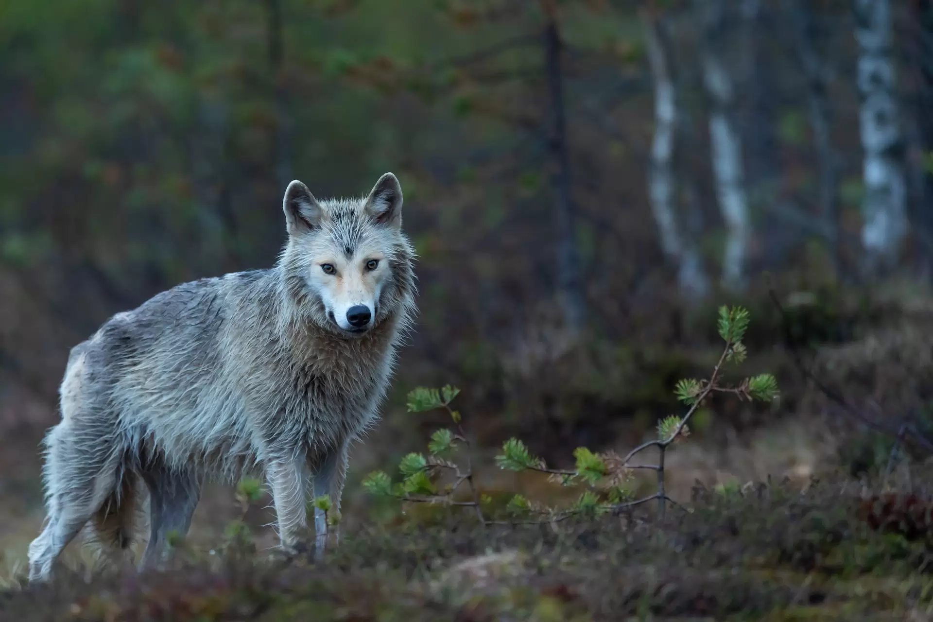 afrastering wolf