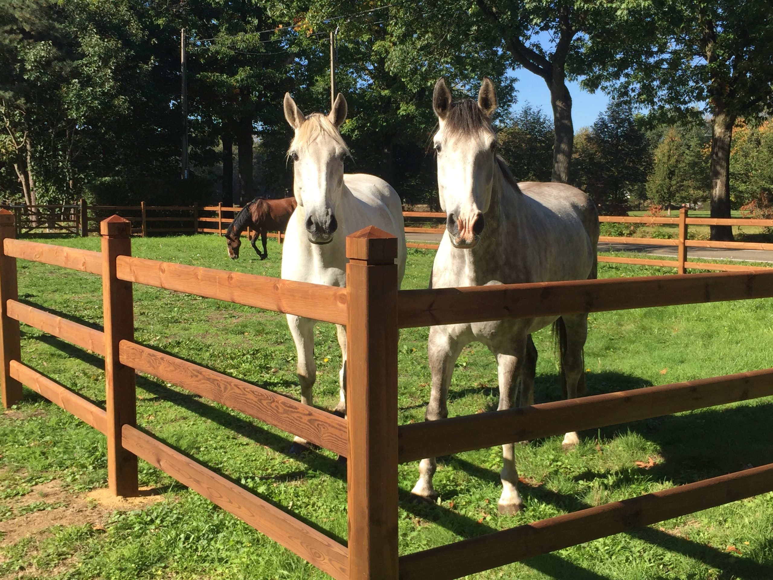 Premium paardenomheining